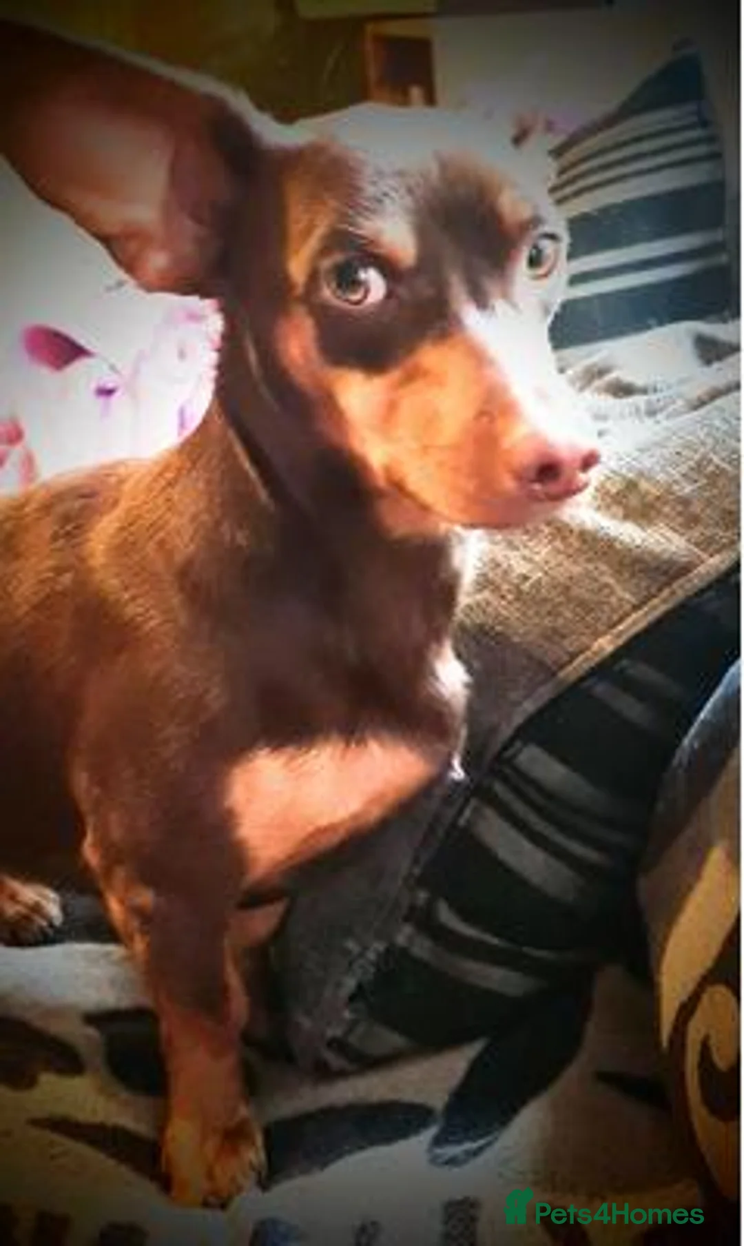 Miniature Dachshund dogs for sale: looking for a perfect forever home for Aubree in Edinburgh - Advert 2