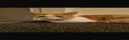 Domestic Shorthair cats for sale: domestic cat for sale in Wakefield - Advert 2