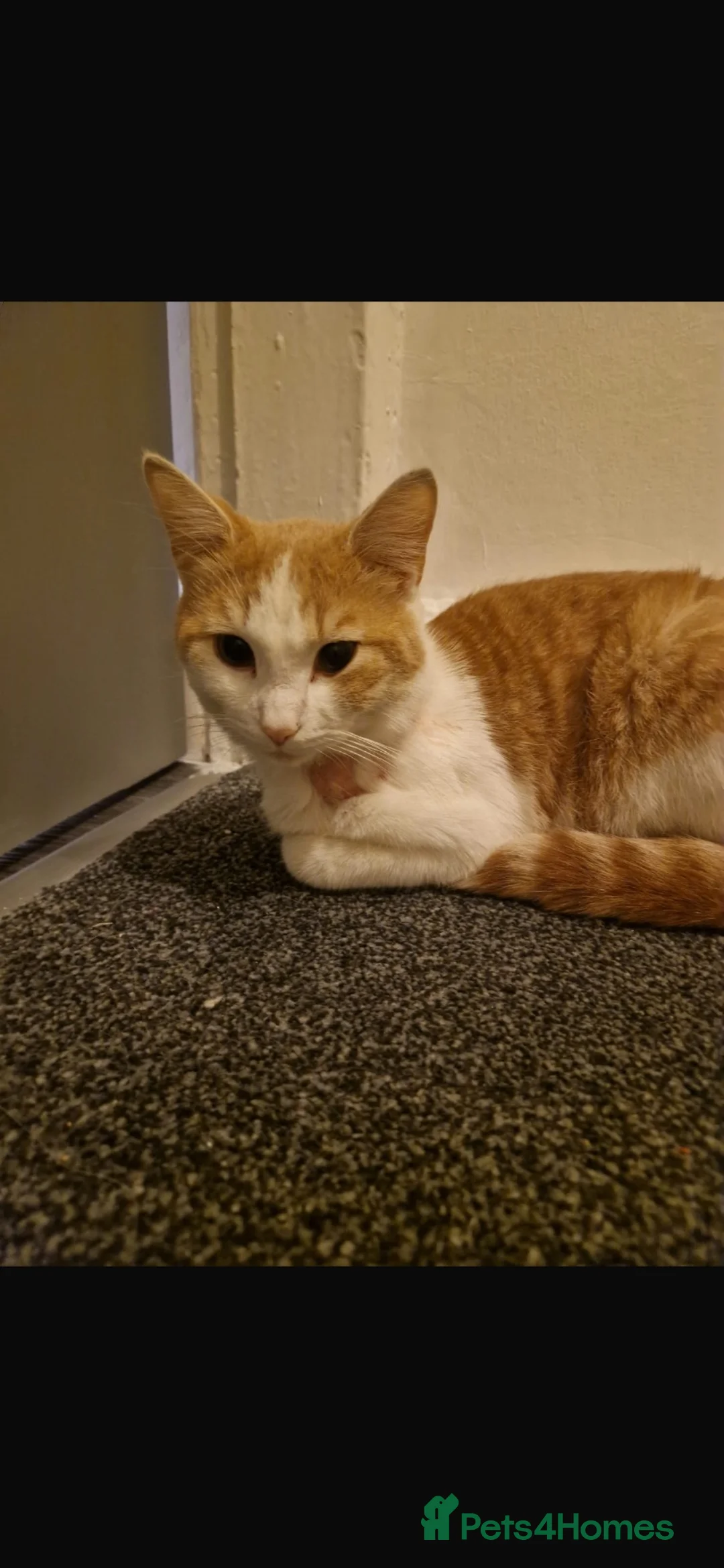 Domestic Shorthair cats for sale: domestic cat for sale in Wakefield - Advert 2
