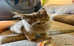 Maine Coon cats for sale: Purebred Maine Coon Male Kittens. Blue,Tabby,Black - Image 13