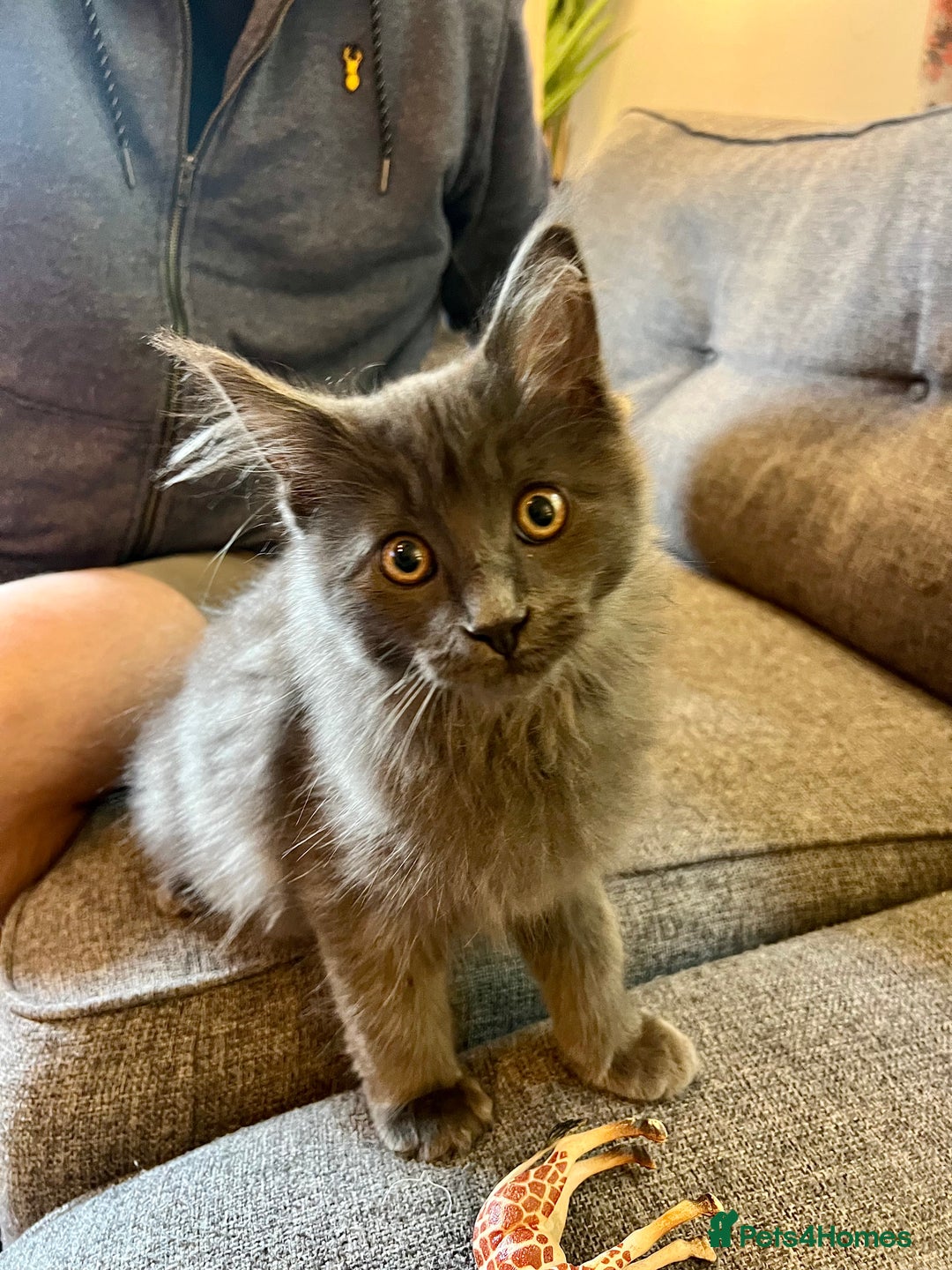 Maine Coon cats for sale: Purebred Maine Coon Male Kittens. Blue,Tabby,Black - Image 13
