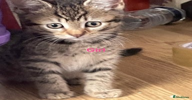 Bengal cats - Advert 2