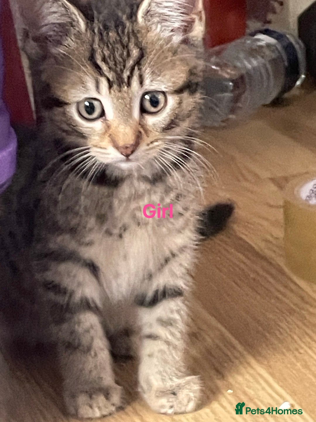 Bengal cats for sale: Bengal cross boy and girl - Image 2