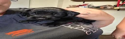Sprocker dogs for sale: GORGEOUS SPROCKER PUPPIES  - Advert 21