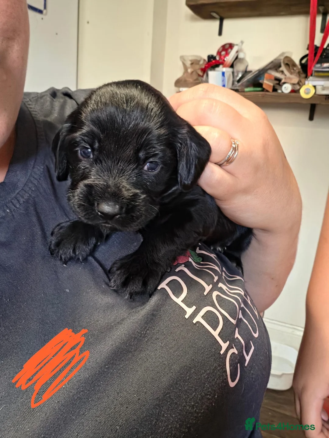 Sprocker dogs for sale: GORGEOUS SPROCKER PUPPIES  - Advert 21
