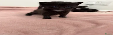 Domestic Shorthair 1