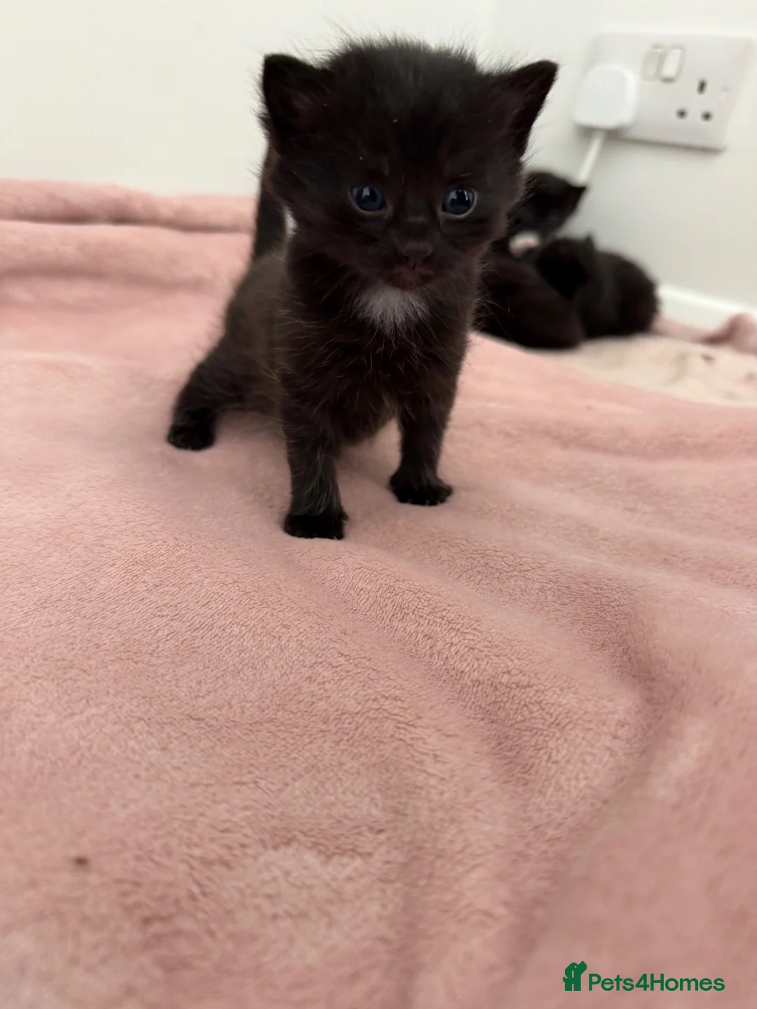 Mixed Breed cats for sale: 5 beautiful kittens  - Advert 6