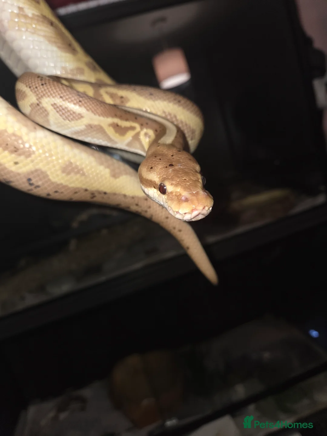 Python Snake reptiles for sale: 3 female royal pythons All 3 for 160 today only! - Advert 9