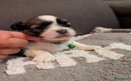 Lhasa Apso dogs for sale: 4 gorgeous Lhasa apso puppies  - Image 13