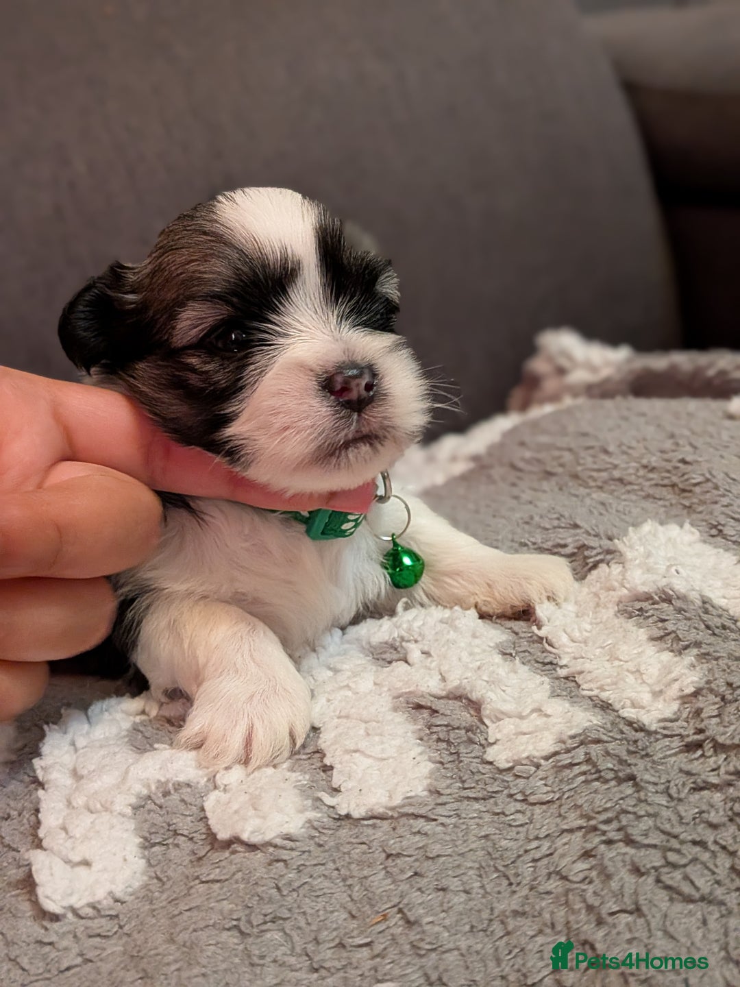 Lhasa Apso dogs for sale: 4 gorgeous Lhasa apso puppies  - Image 13