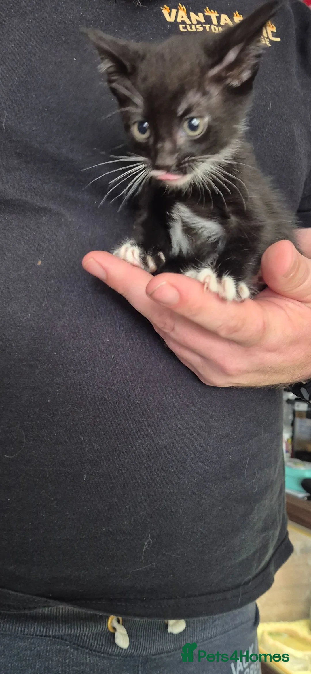 Mixed Breed cats for sale: Mixed kittens in Southampton - Advert 6