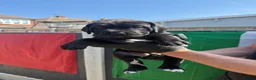 Cane Corso dogs for sale: CANE CORSO PUPPIES - Advert 13