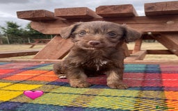 Jackapoo dogs for sale: Jackapoo Puppies - Image 6
