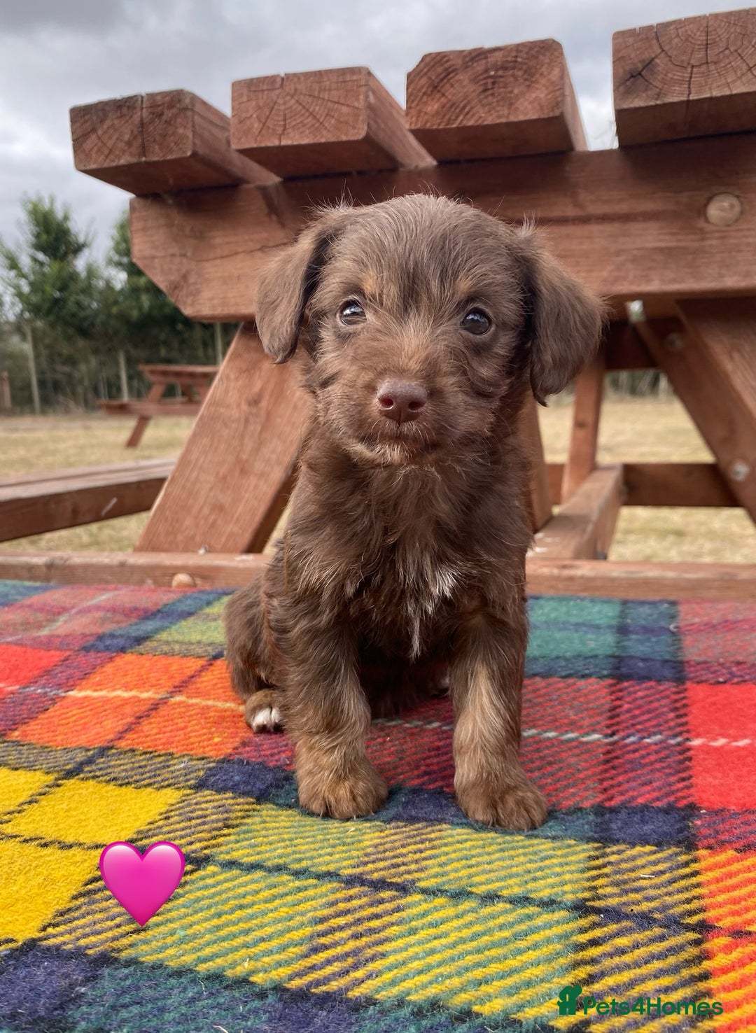 Jackapoo dogs for sale: Jackapoo Puppies - Image 6