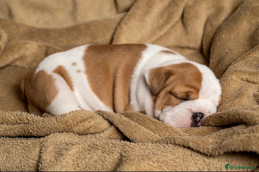 English Bulldog dogs for sale: Beautiful British Bulldog’s  - Image 5