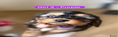 Girl 3 - Purple