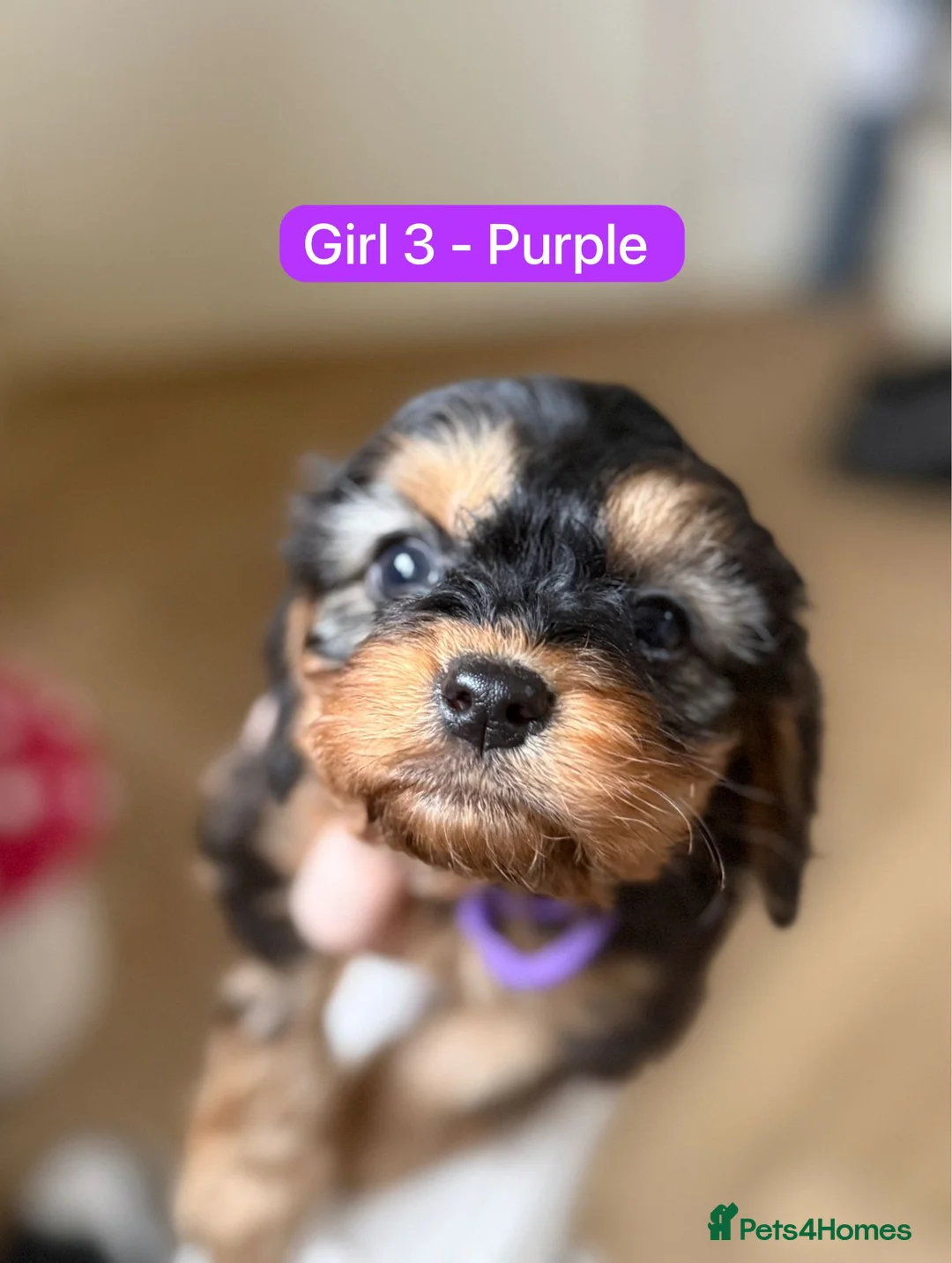 Cavapoo dogs for sale: Cavapoo Puppies - Advert 22