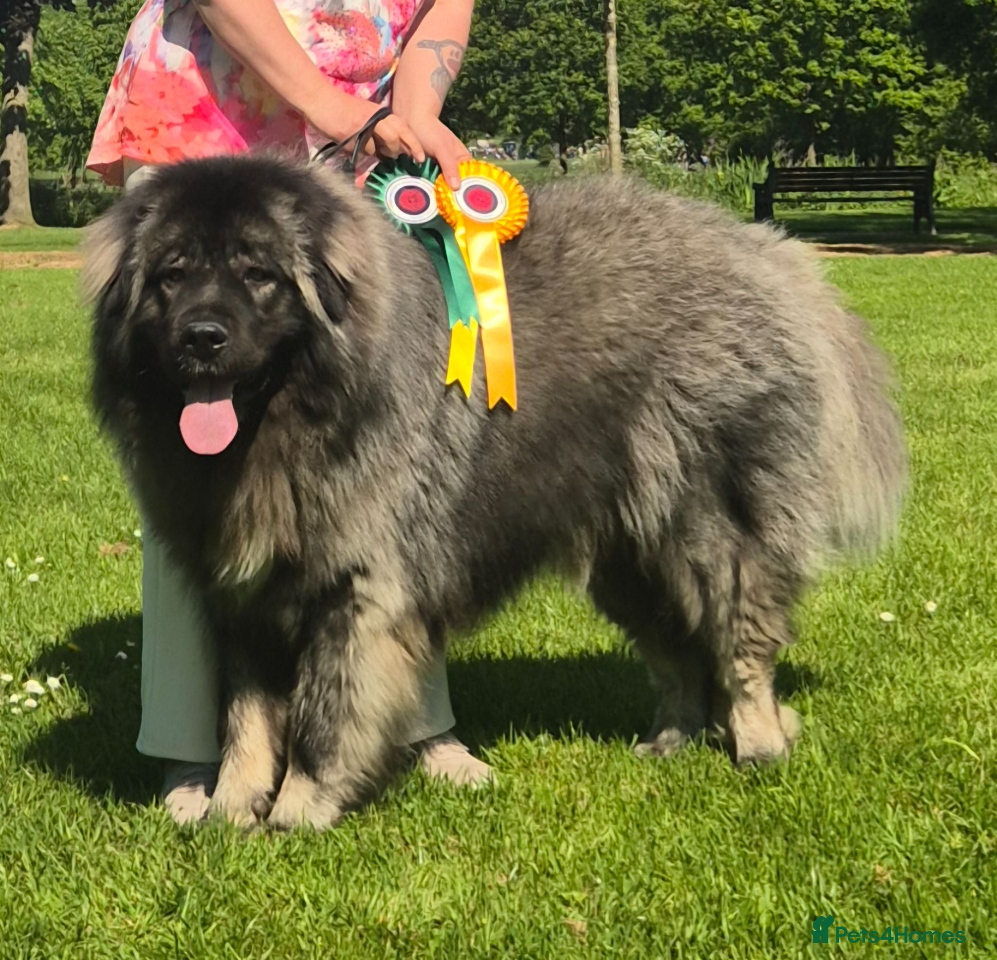 Caucasian Shepherd Dog dogs Caucasian shepherd Junior Champion  - Advert 1