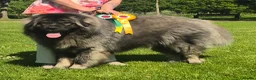 Caucasian Shepherd Dog dogs for sale: Caucasian shepherd Junior Champion  - Advert 1