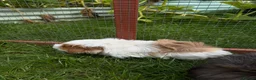 Guinea Pig rodents for sale: Brothers bonded in Carterton - Advert 5