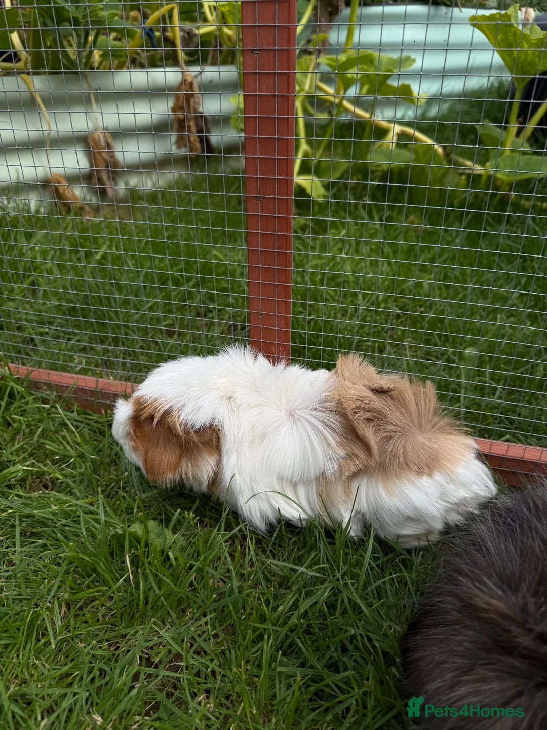 Guinea Pig rodents for sale: Brothers bonded in Carterton - Advert 5