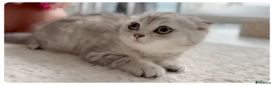 Scottish Fold 10