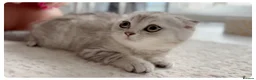 Scottish Fold cats for sale: Beautiful Scottish Fold,British & Munchkin Kittens - Advert 26