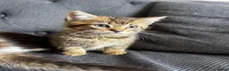 Mixed Breed cats for sale: Lovely mixed kittens  in Harrogate - Advert 14