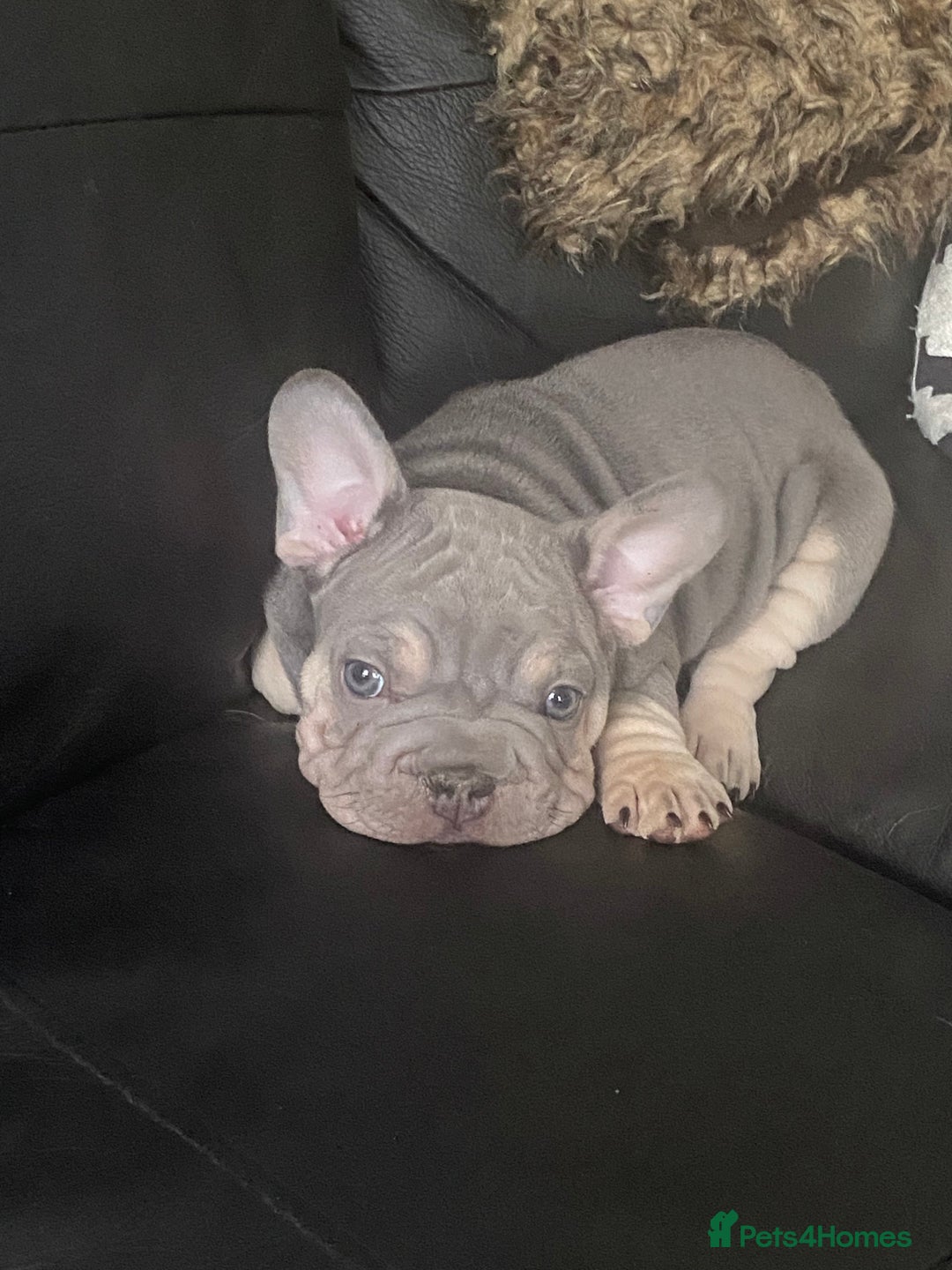French Bulldog dogs for sale: 3boys and 2 girls kc  in London - Image 21