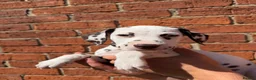 Dalmatian dogs for sale: ++Baer tested last male ready to leave  - Advert 5