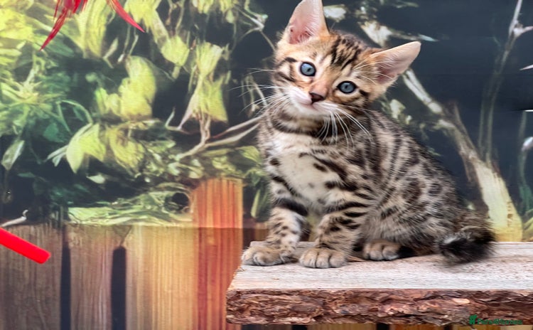Bengal cats - Advert 2