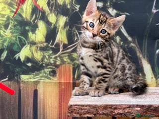 Bengal cats - Advert 9
