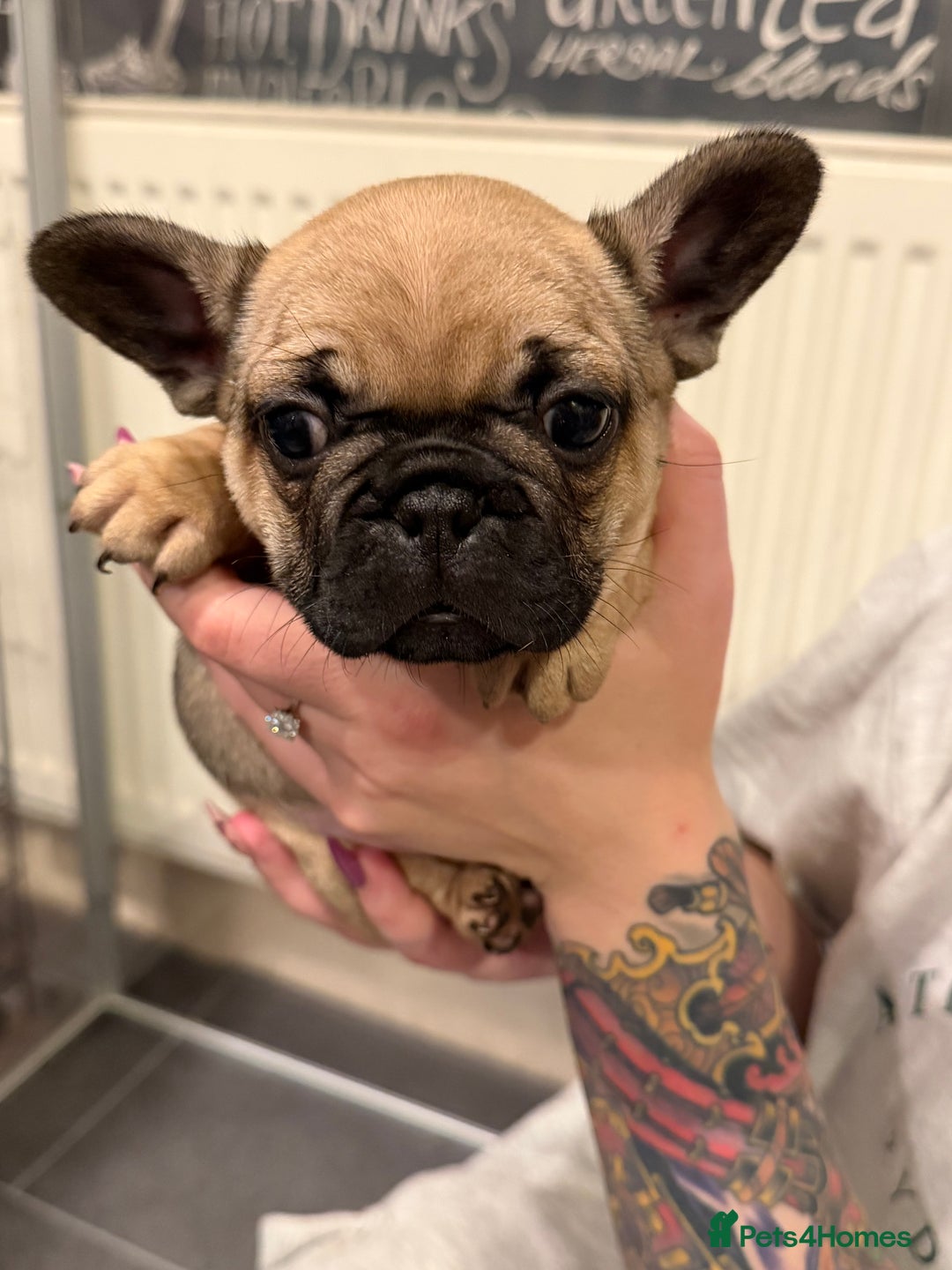 French Bulldog dogs for sale: Beautiful French bulldog puppies 🐶  - Advert 14
