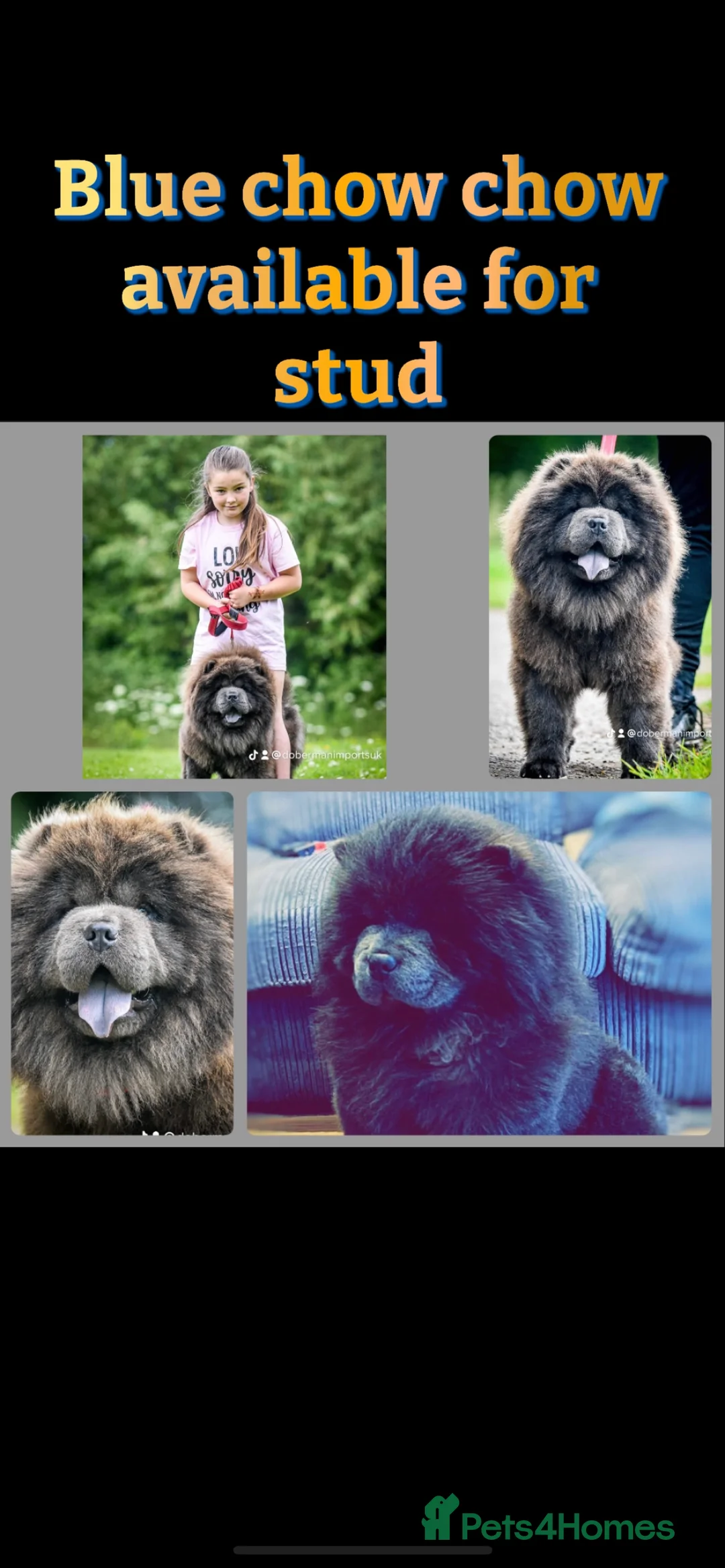 Chow Chow dogs for stud: Buddy the blue chow chow in Leeds - Advert 3