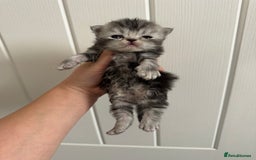 Persian cats for sale: Pure persian kittens - Advert 11