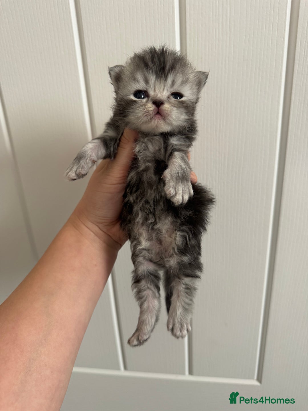 Persian cats for sale: Pure persian kittens - Advert 11