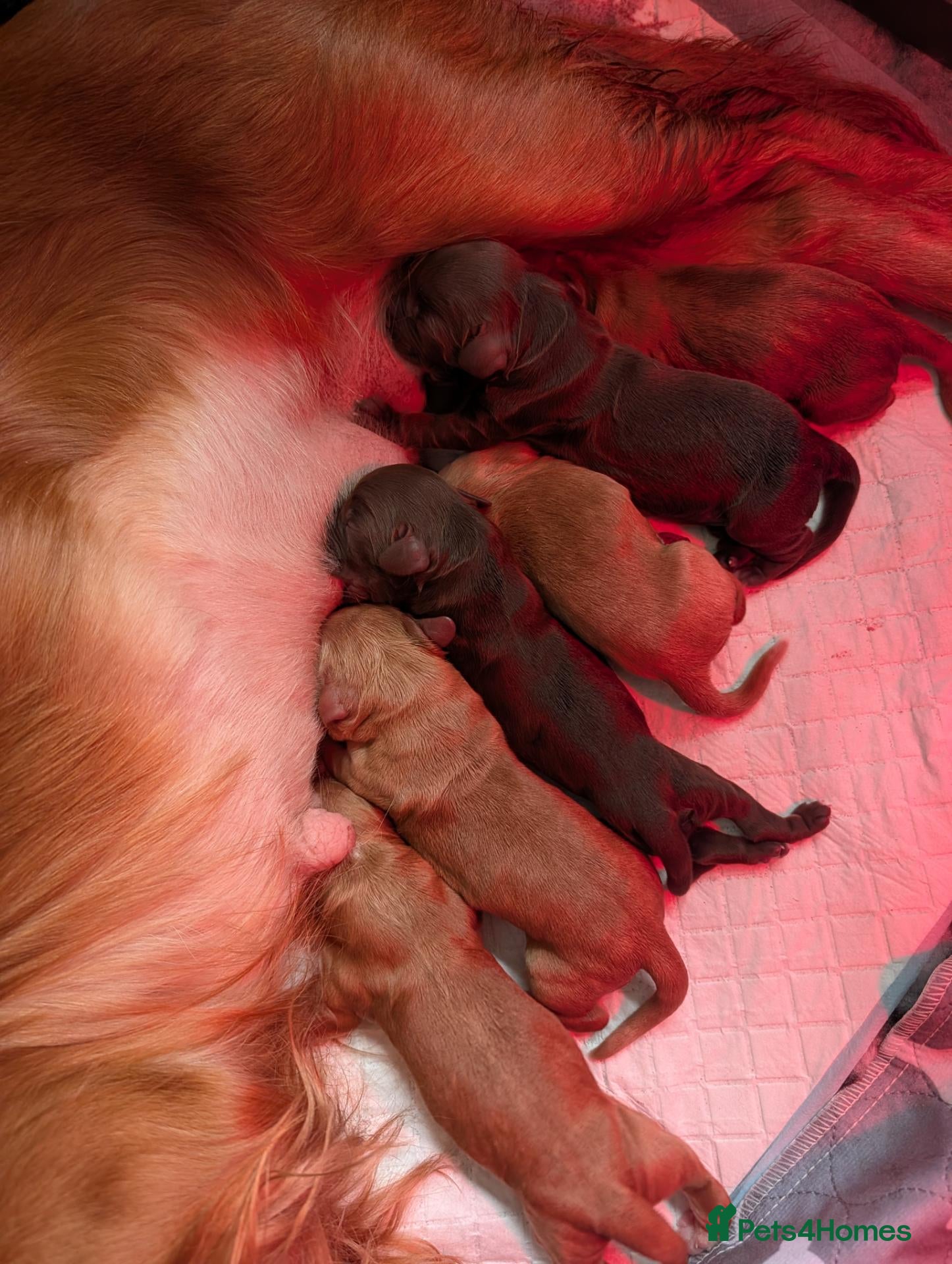 Cocker Spaniel dogs ✨ Kc Reg Working Cocker Spaniel Puppies  - Advert 1