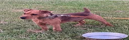 Lakeland Terrier dogs for sale: Working Type Lakeland Dog  - Advert 4