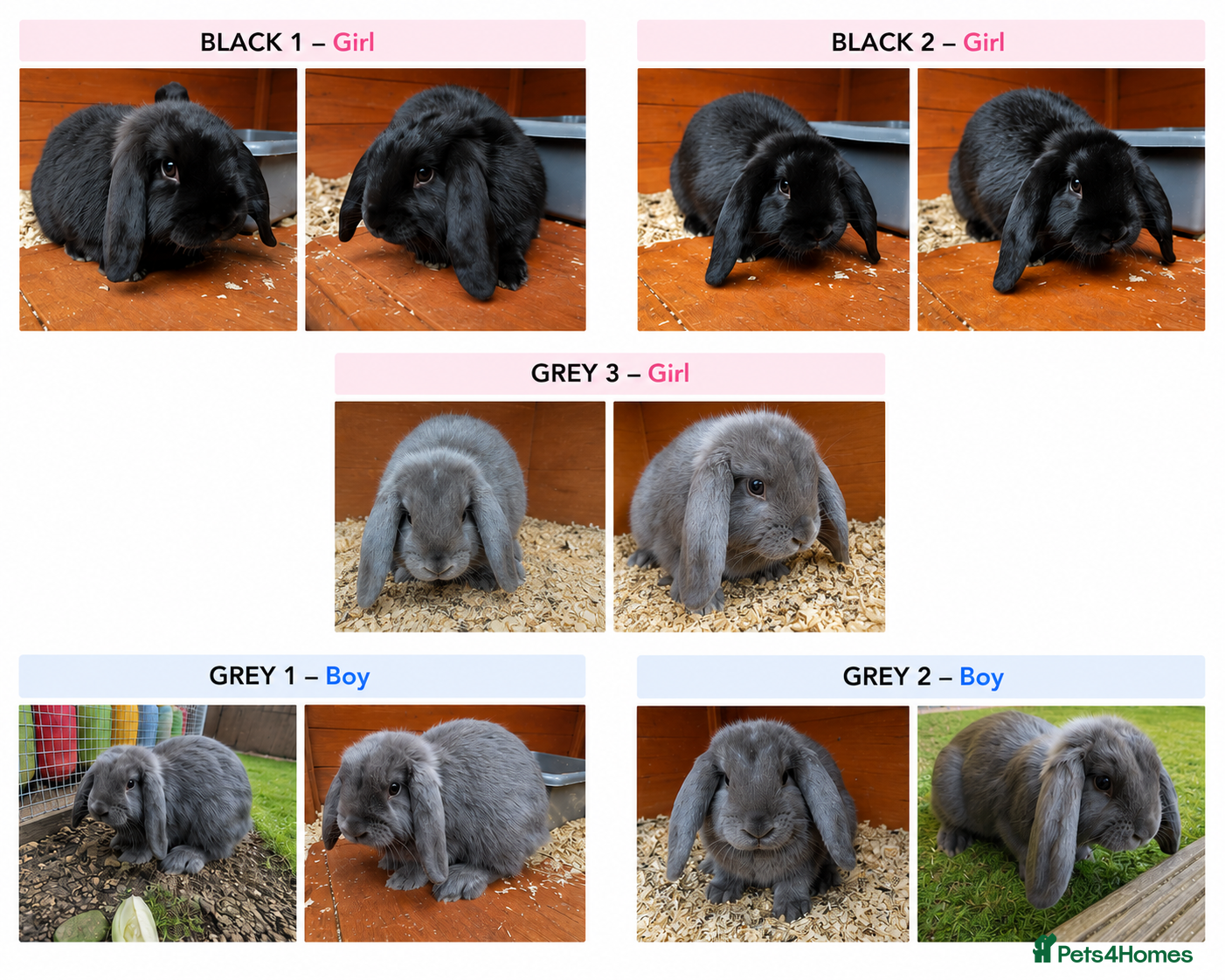 Mini Lop rabbits Gorgeous Pure Bred Mini Lops - Advert 1