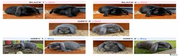 Mini Lop rabbits for sale: Gorgeous Pure Bred Mini Lops in Dewsbury - Advert 1