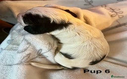 Cockapoo dogs for sale: Adorable Cocker Spaniel/Cockapoo Puppies - Image 26