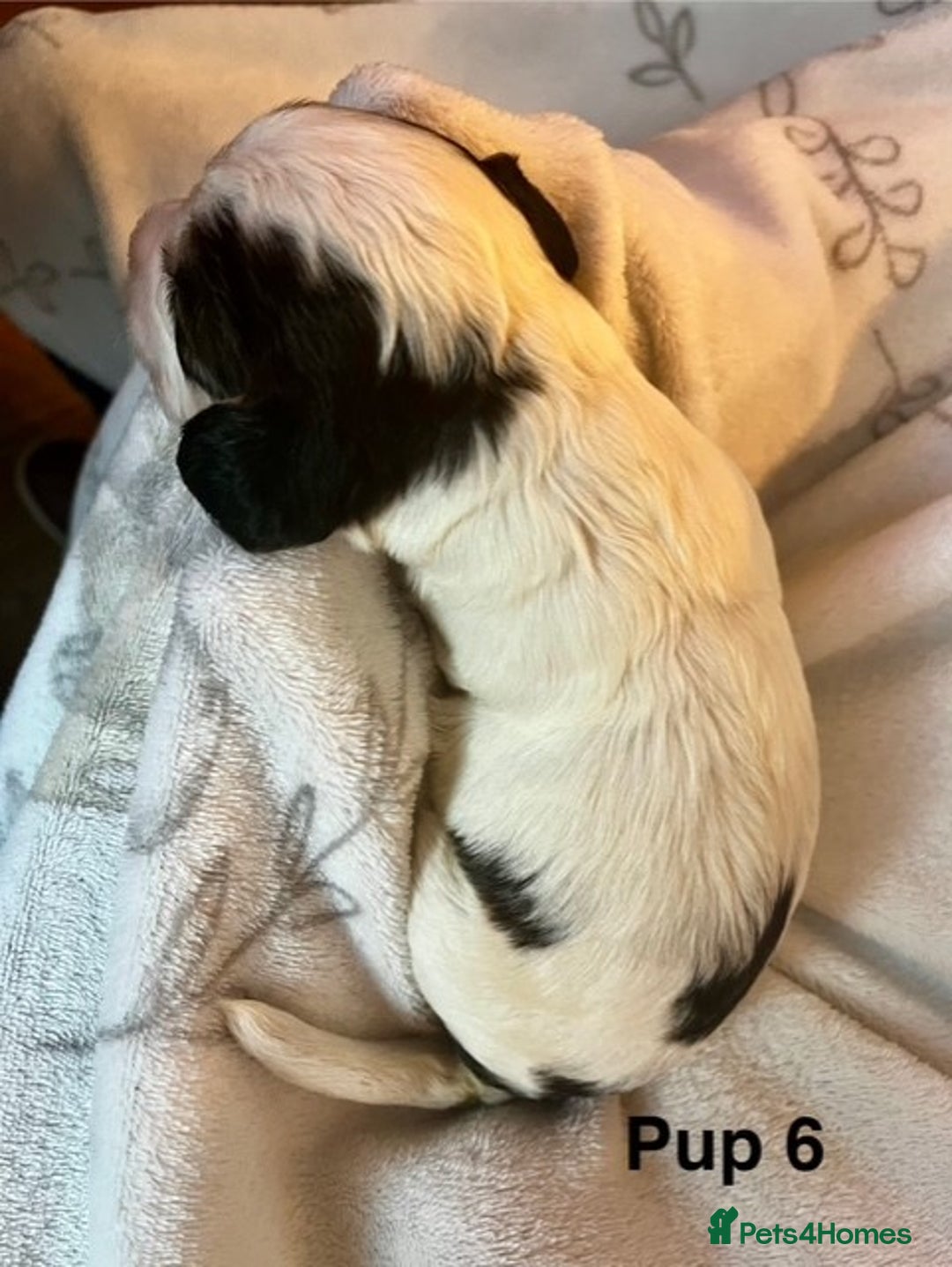 Cockapoo dogs for sale: Adorable Cocker Spaniel/Cockapoo Puppies - Image 26