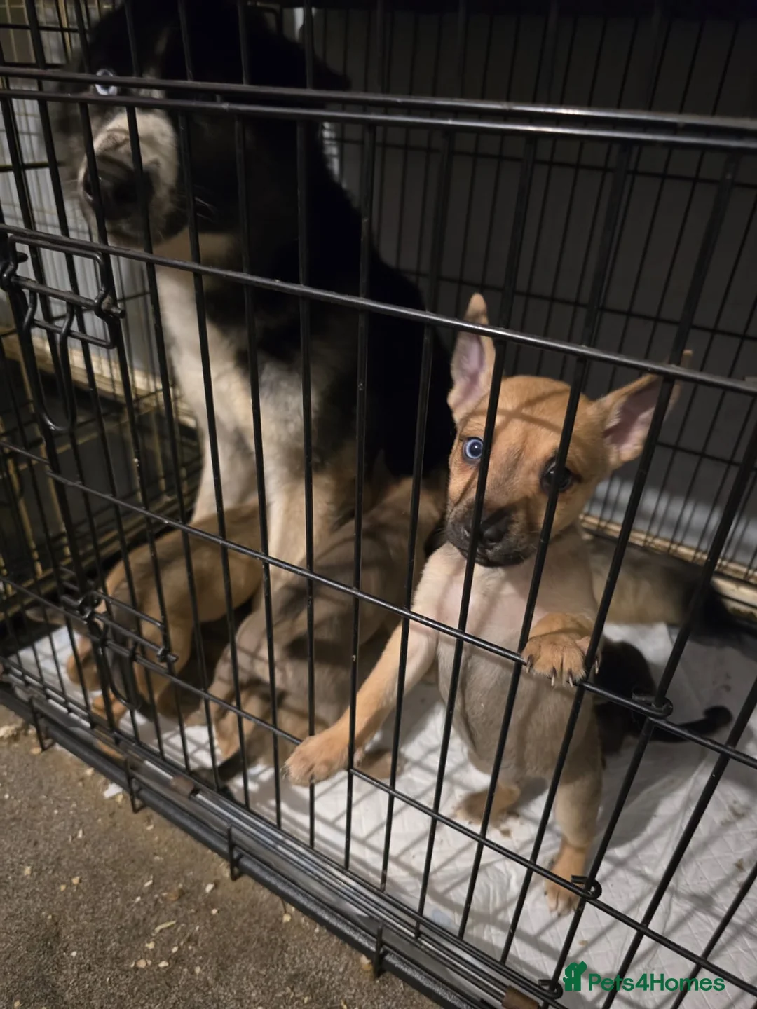 Mixed Breed dogs for sale: Staff X Husky Puppies READY TO GO! - Advert 7