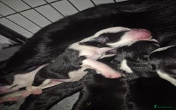 Border Collie dogs for sale: Pure border collie puppies  - Image 8