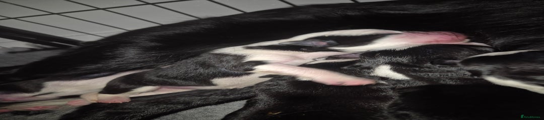 Border Collie Puppy 2