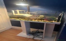 Turtle reptiles for sale: Pair of musk turtles and set up  - Image 2