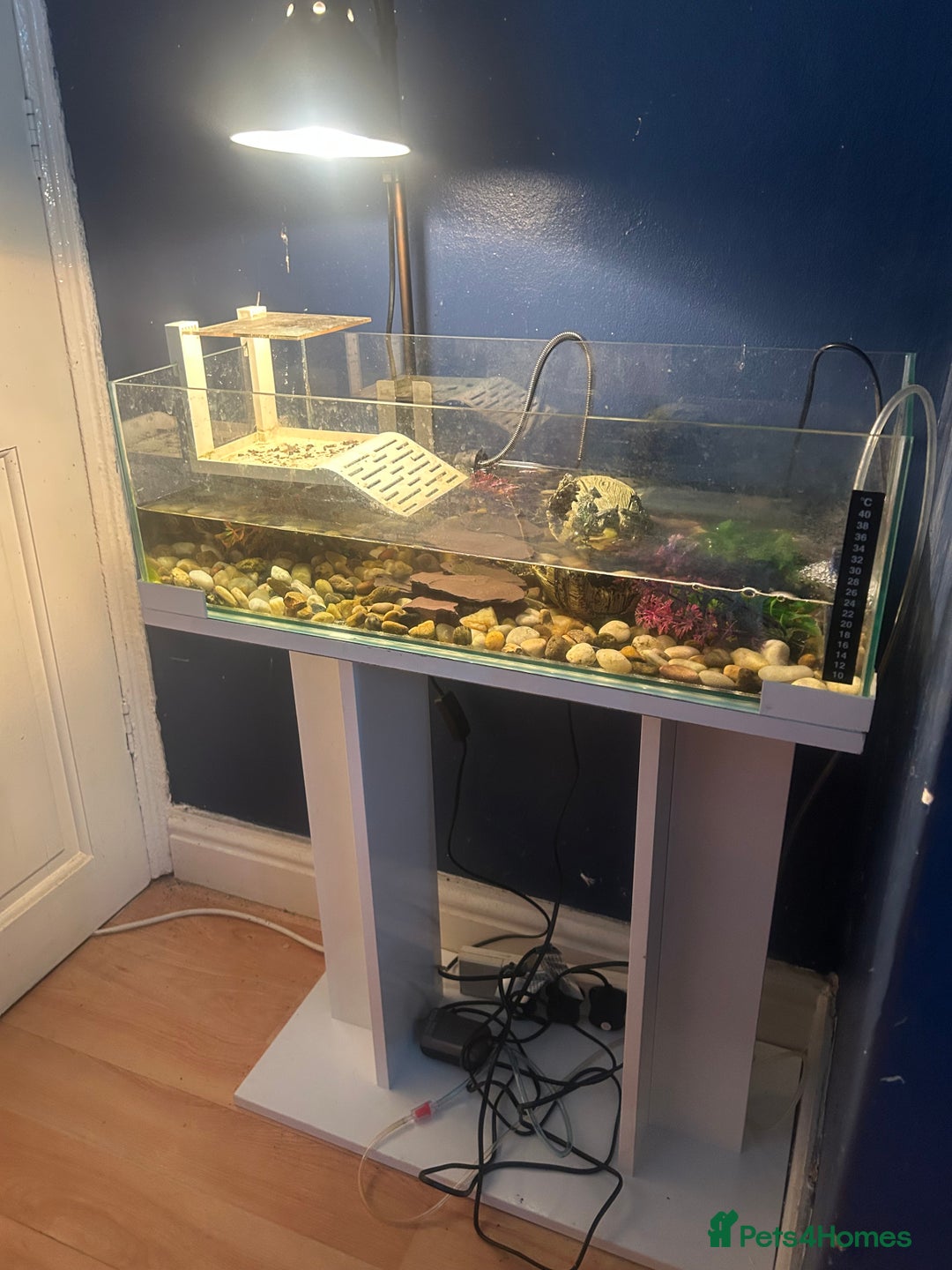 Turtle reptiles for sale: Pair of musk turtles and set up  - Image 2