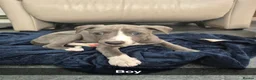Whippet dogs for sale: Fantastic Pedigree Quality Whippets - Advert 3