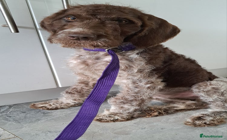 Mixed Breed dogs in Cumnock - Advert 1