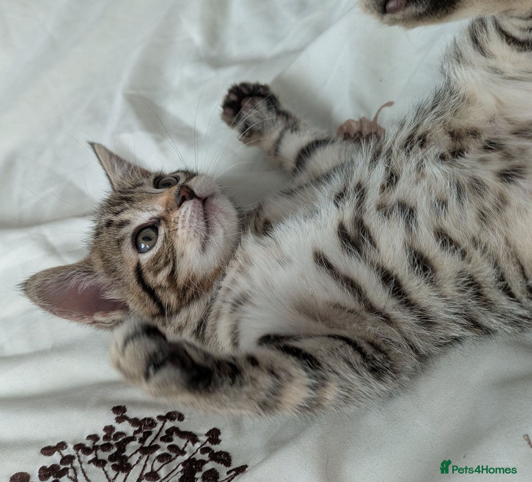 Bengal cats for sale: Spotted Bengal kittens ready now - Advert 3